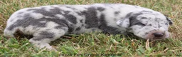 Great Dane dogs for sale: Shakira - Ad 3