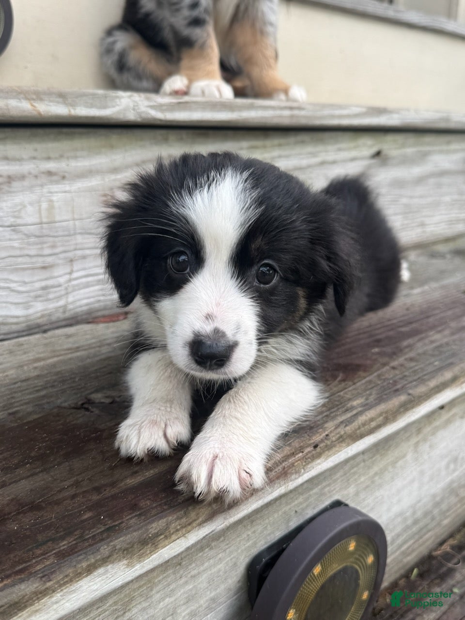 Miniature Australian Shepherd dogs LEXUS - (Light Purple Collar) - Ad 2