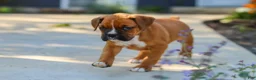 Boxer dogs for sale: Max - Ad 13