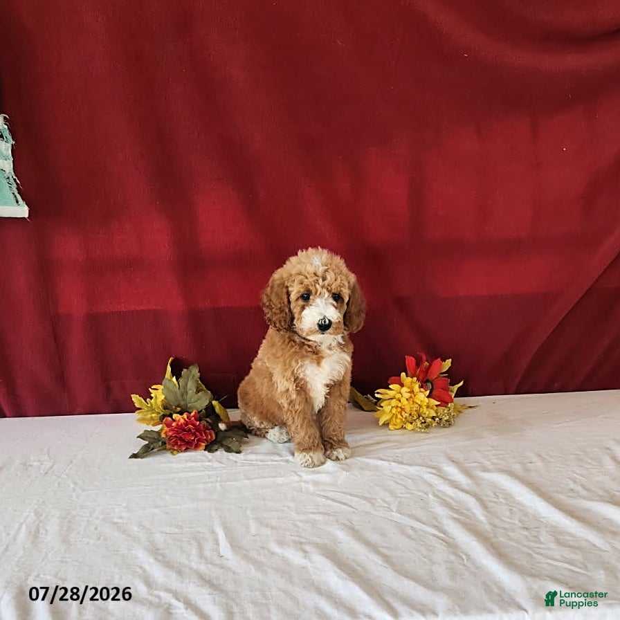 Mini Goldendoodle dogs Honey - Ad 2