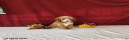 Mini Goldendoodle dogs for sale: Honey - Ad 2