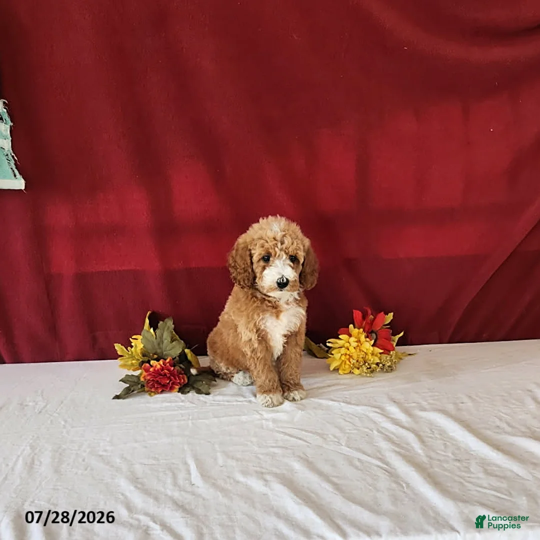 Mini Goldendoodle dogs for sale: Honey - Ad 2