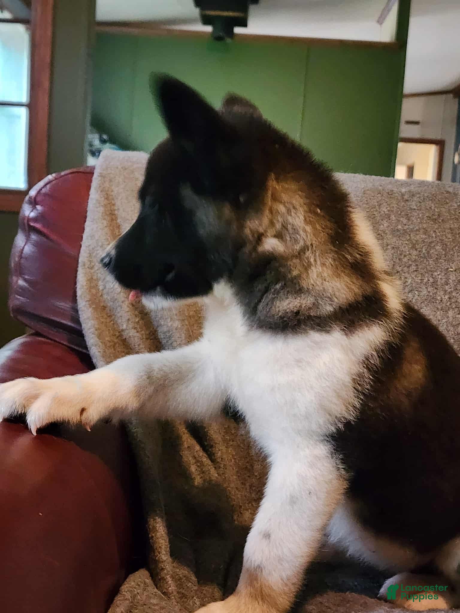 Akita dogs Akita Puppy Girl 5 - Ad 5