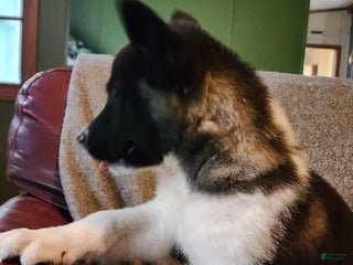 Akita dogs Akita Puppy Girl 5 - Ad 16