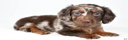 Miniature Dachshund dogs for sale: Freddy - Ad 6