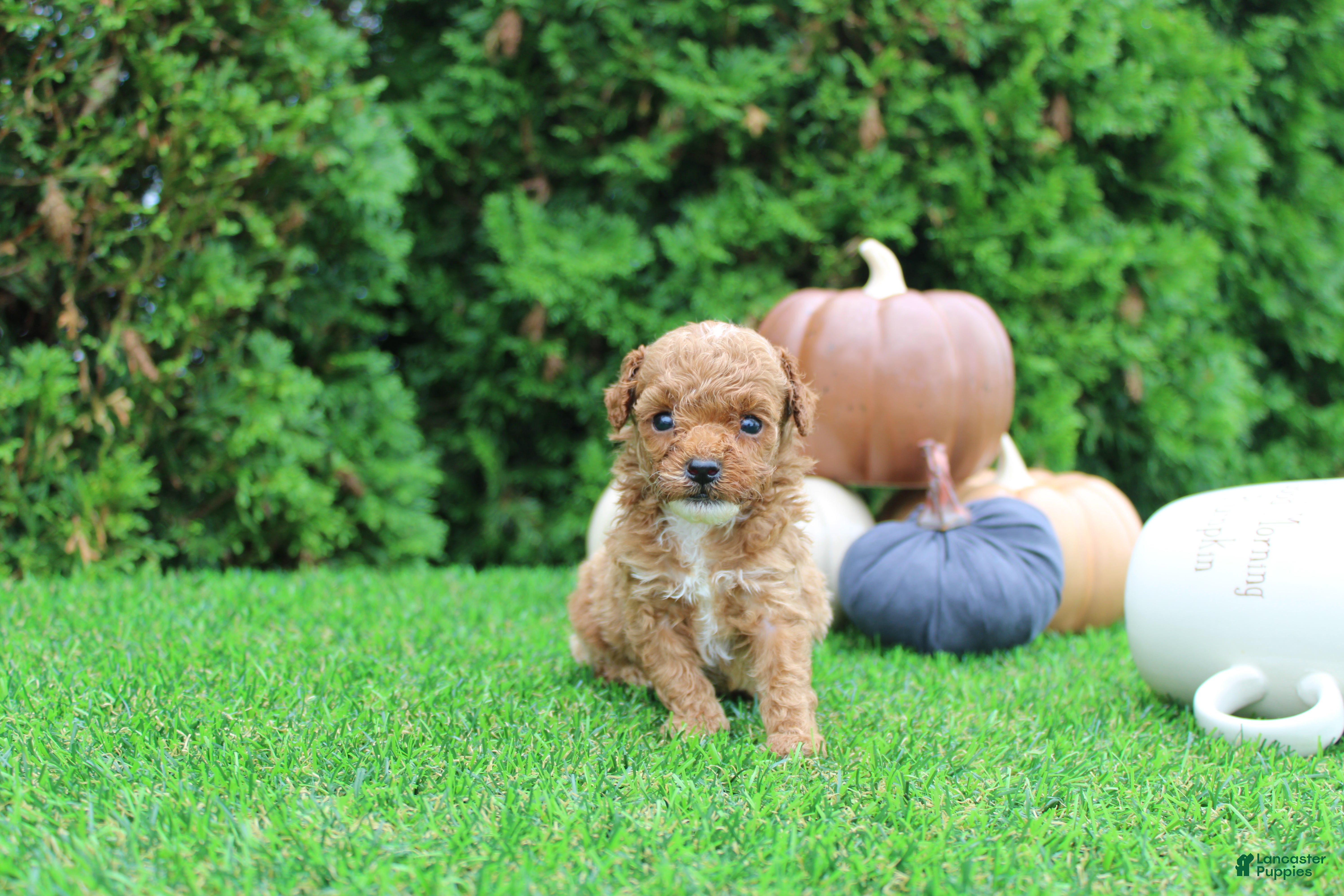 Toy Poodle dogs AKC Ezra(tiny) - Ad 40