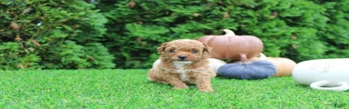 AKC Ezra(tiny)