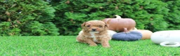 Toy Poodle dogs for sale: AKC Ezra(tiny) - Ad 1
