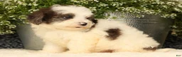Havapoo dogs for sale: Scooby - Ad 4