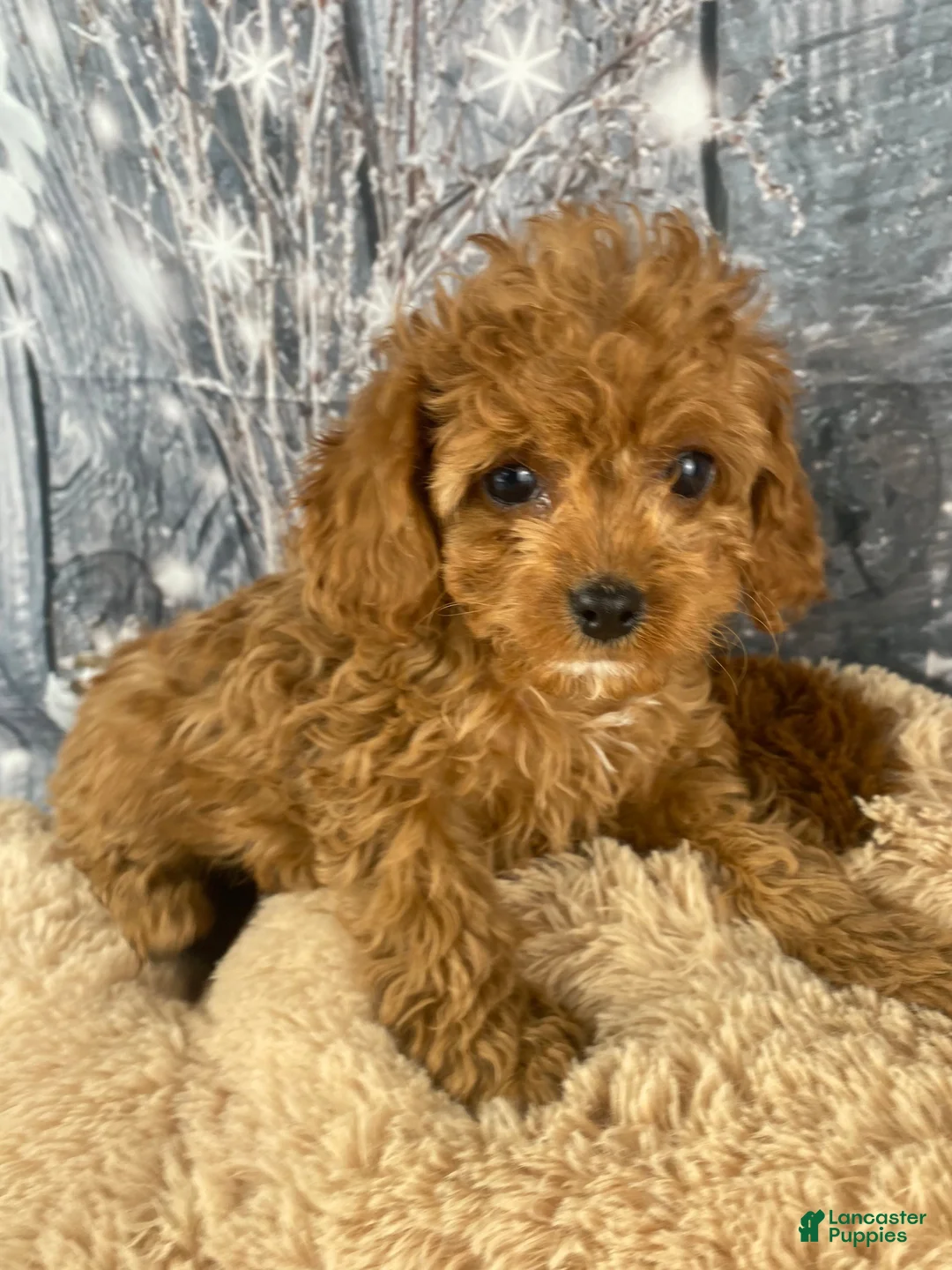 Cavapoo dogs for sale: Layla - Ad 1