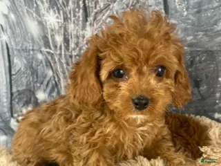 Cavapoo dogs Layla - Ad 10