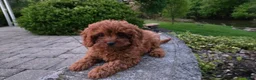 Cavapoo dogs for sale: Hope - Ad 14