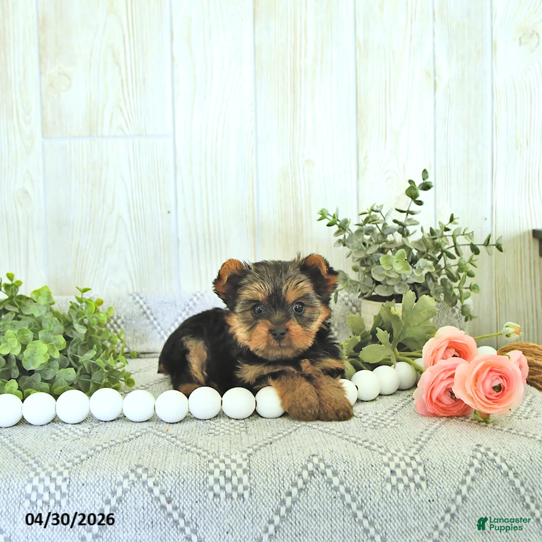 Yorkshire Terrier dogs for sale: Misty - Ad 1