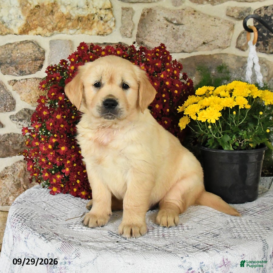 Golden Retriever dogs for sale: Blizzard - Ad 1