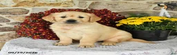 Golden Retriever dogs for sale: Blizzard - Ad 1