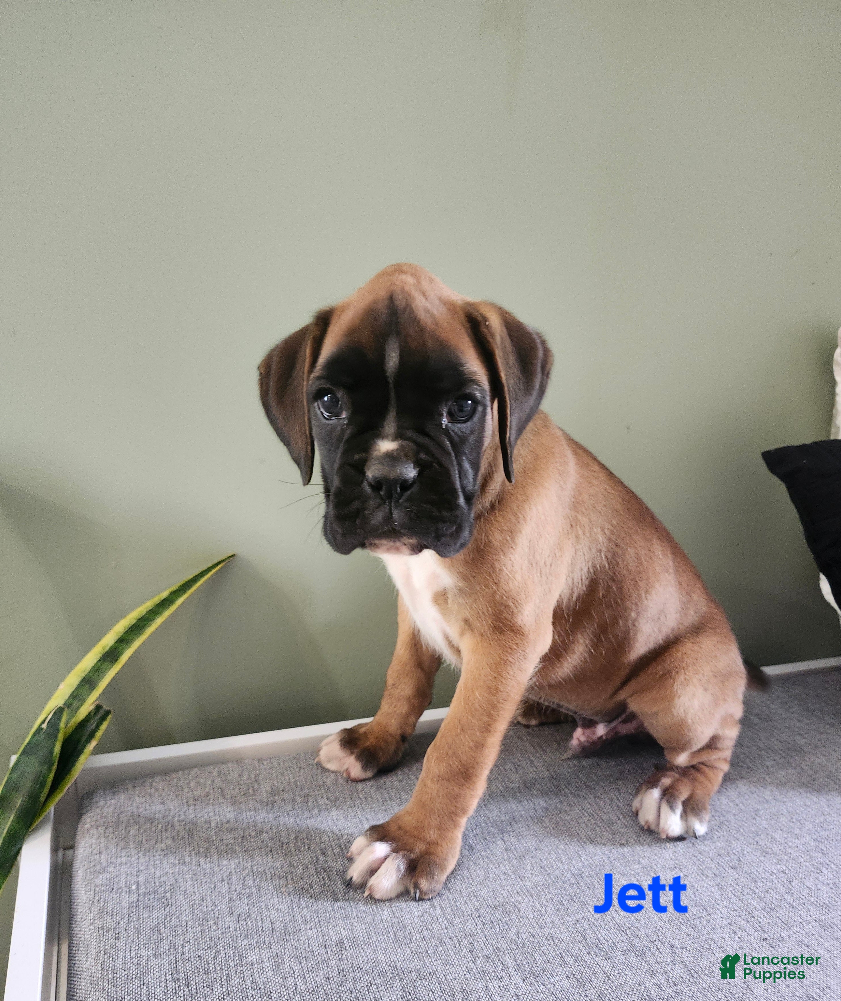 Boxer dogs Jett  - Ad 1