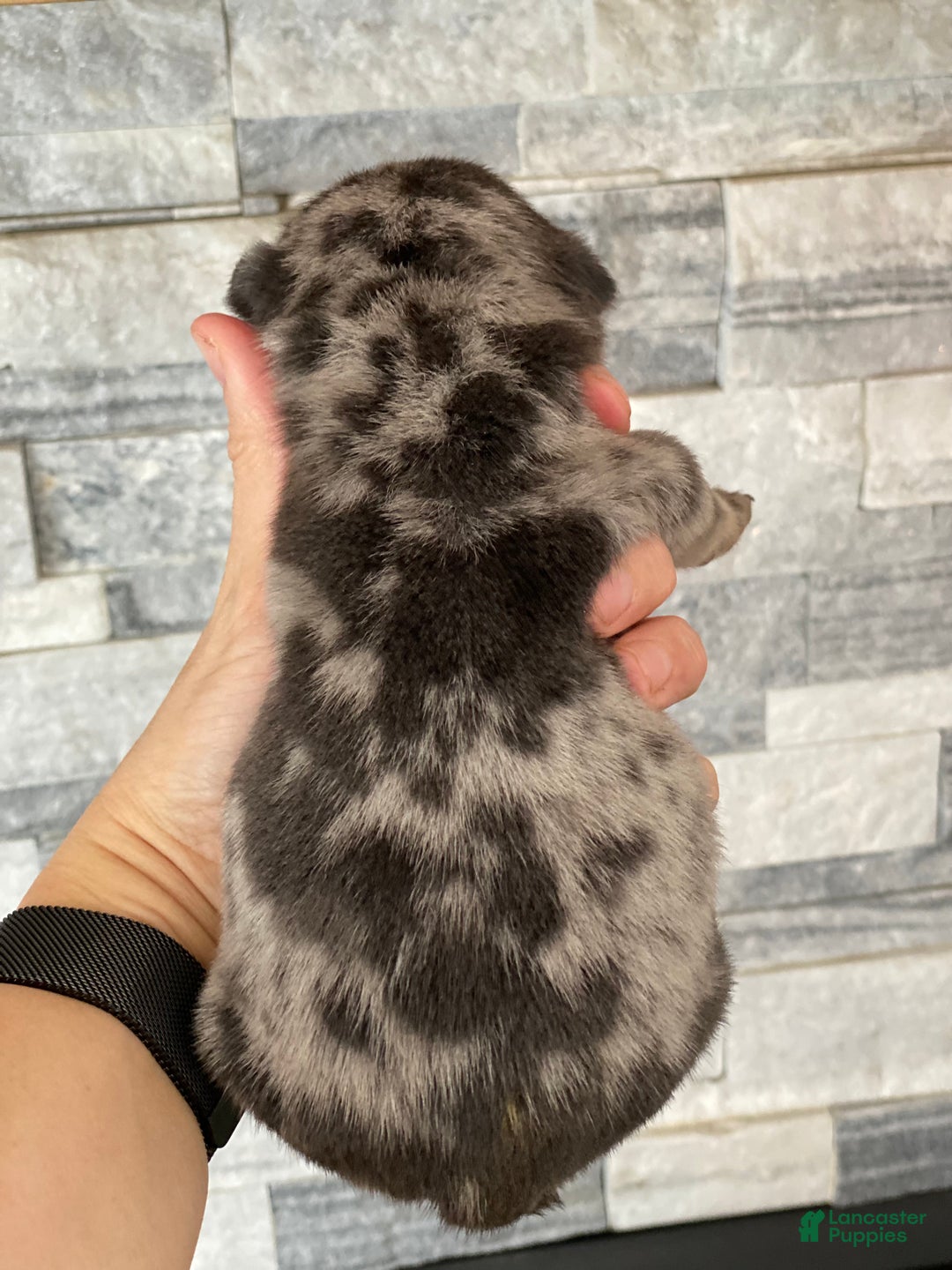 English Bulldog dogs for sale: English Bulldog Puppy 1 - Ad 2