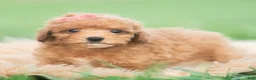 Toy Poodle dogs for sale: Mimi AKC - Ad 2