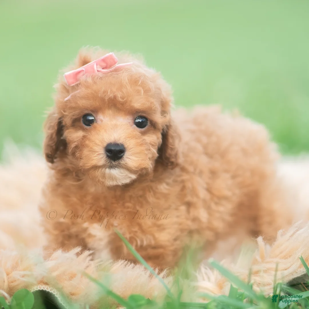 Toy Poodle dogs for sale: Mimi AKC - Ad 2