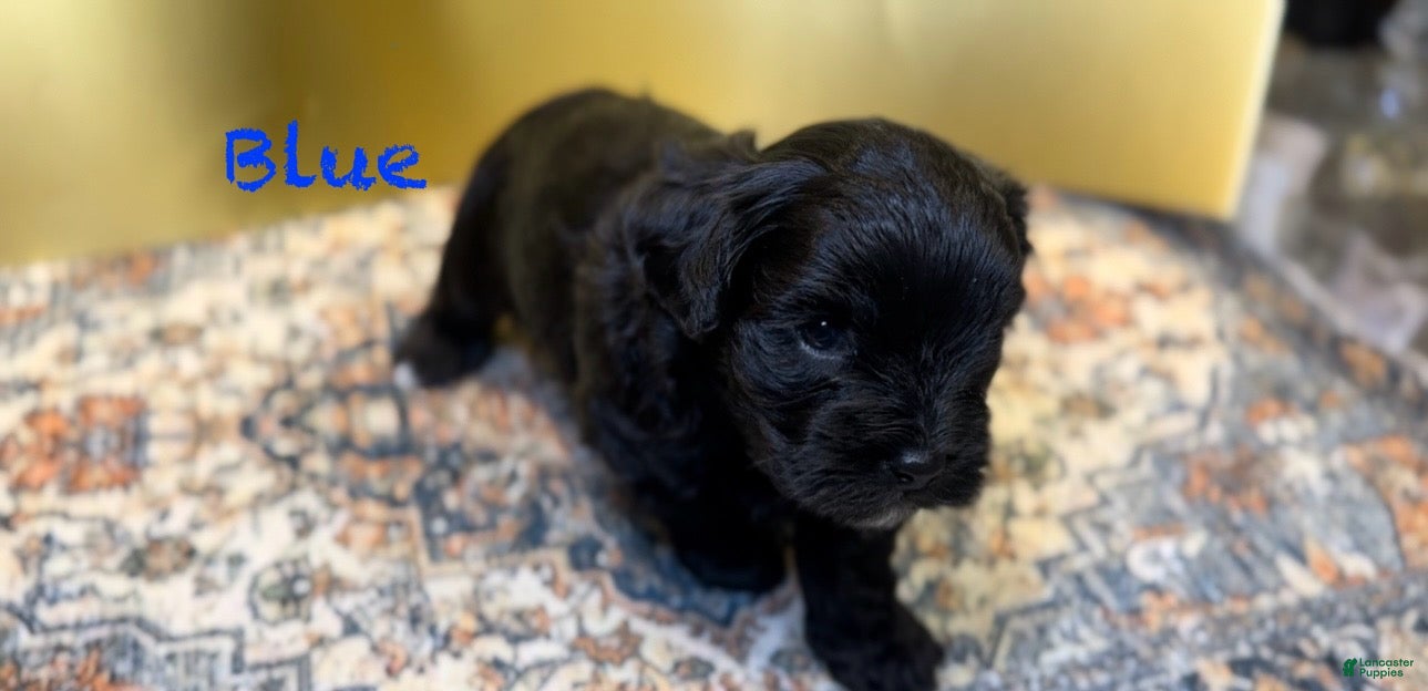 Mixed Breed dogs Duke - Ad 8