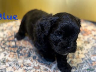 Mixed Breed dogs Duke - Ad 8