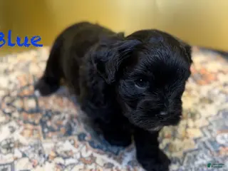 Mixed Breed dogs Duke - Ad 4