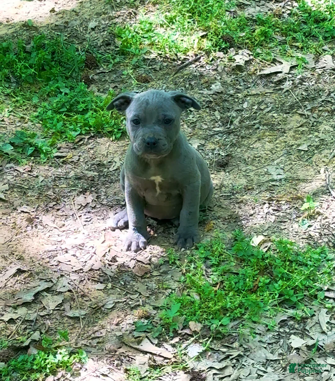 American Pit Bull Terrier dogs for sale: American Pit Bull Terrier Female  - Ad 1