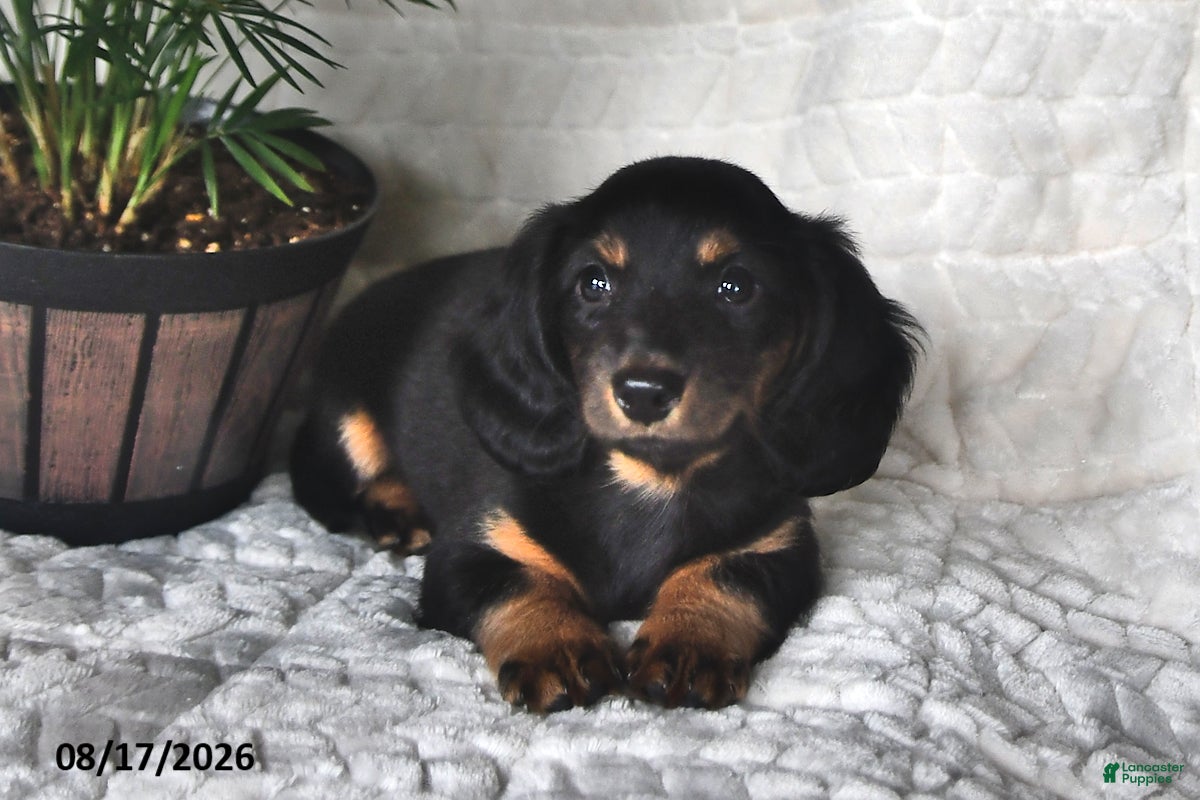 Miniature Dachshund dogs Twinkles - Ad 2