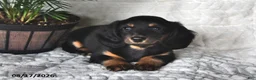 Miniature Dachshund dogs for sale: Twinkles - Ad 2