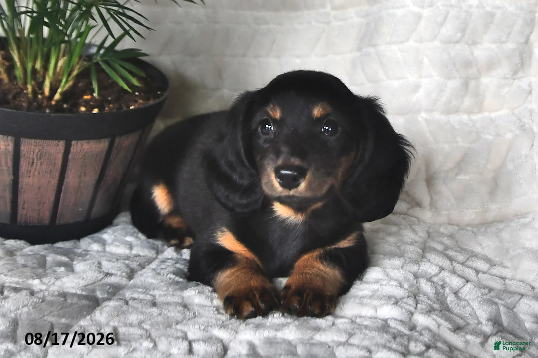 Miniature Dachshund dogs for sale: Twinkles - Ad 2