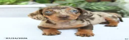 Miniature Dachshund dogs for sale: Duke - Ad 4
