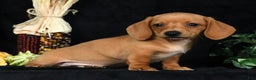 Miniature Dachshund dogs for sale: Toby Short Hair - Ad 9