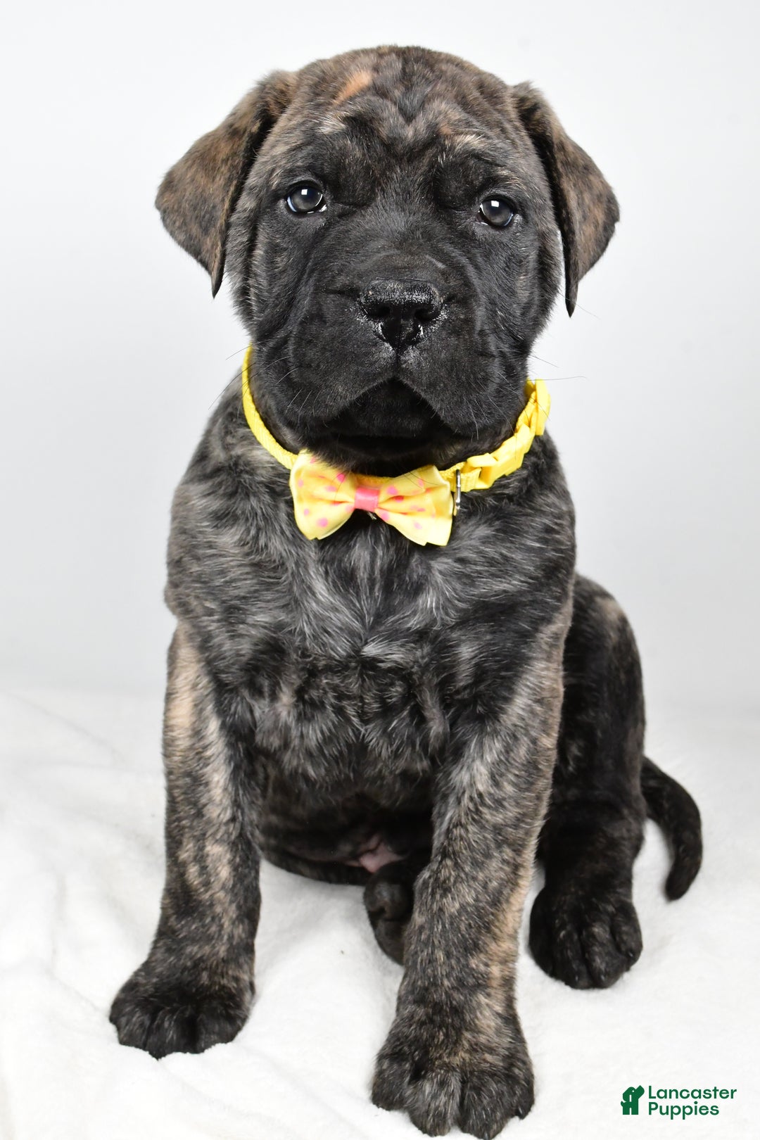 English Mastiff dogs for sale: Sheldon - Ad 6