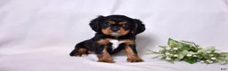 Cavalier King Charles Spaniel dogs for sale: Blaze | Genetically Screened  - Ad 11