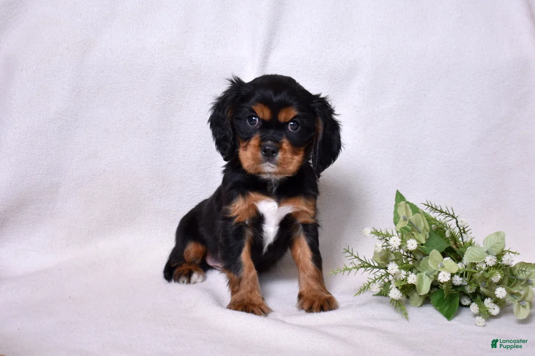 Cavalier King Charles Spaniel dogs for sale: Blaze | Genetically Screened  - Ad 11
