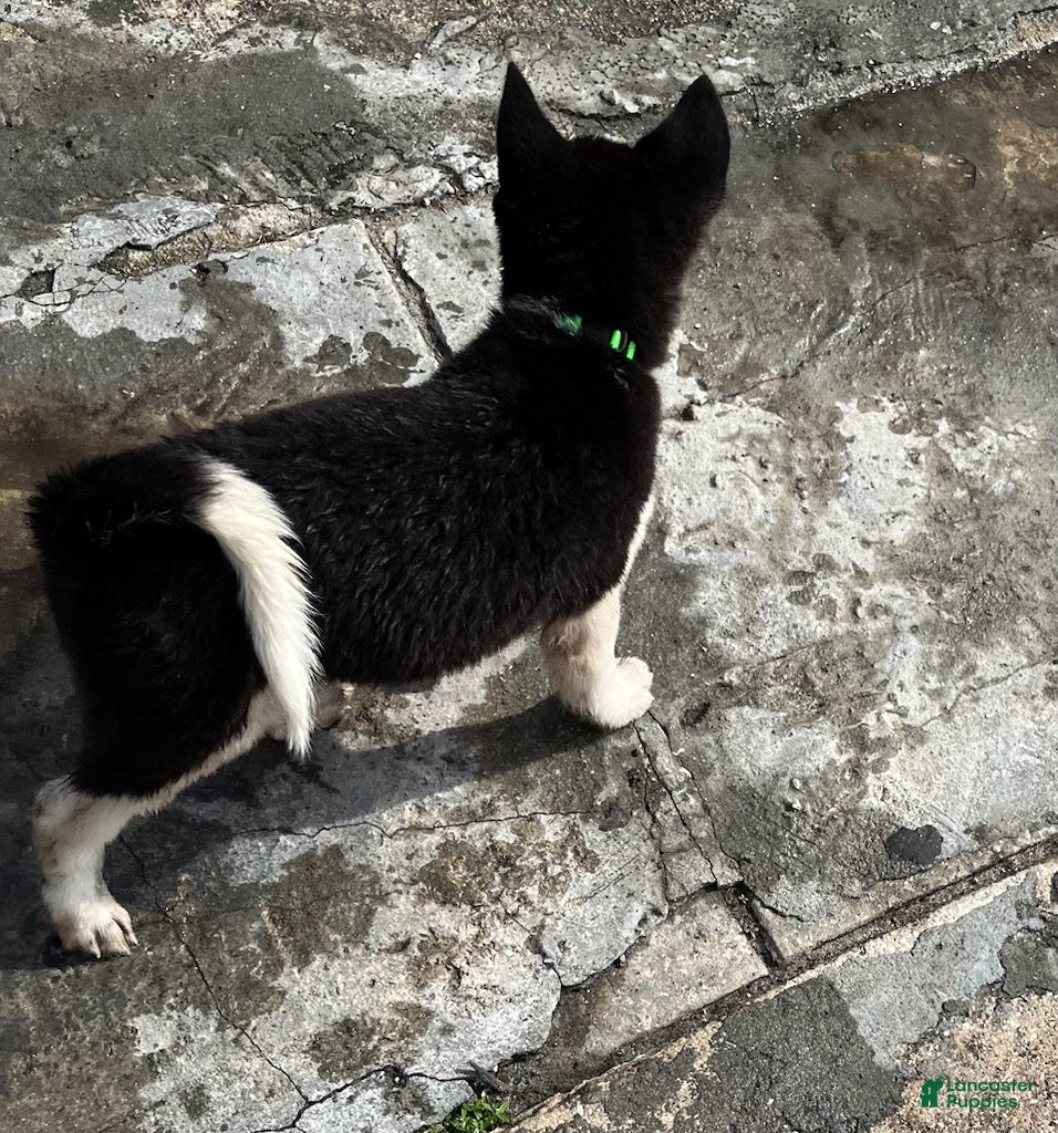 Akita dogs Akita Puppy 2 - Ad 4