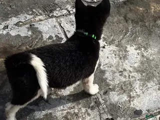 Akita dogs Akita Puppy 2 - Ad 3