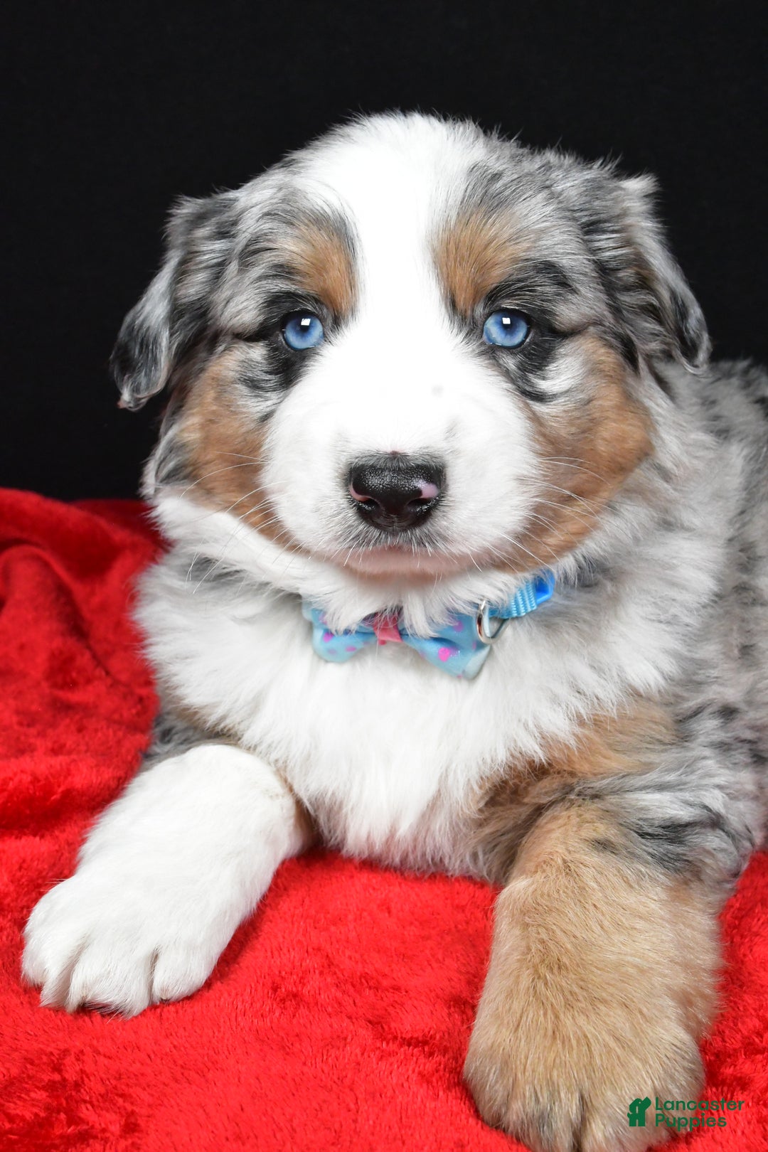 Miniature Australian Shepherd dogs for sale: Rexton - Ad 5