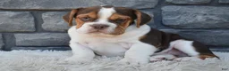 Beabull dogs for sale: Bruno  - Ad 3