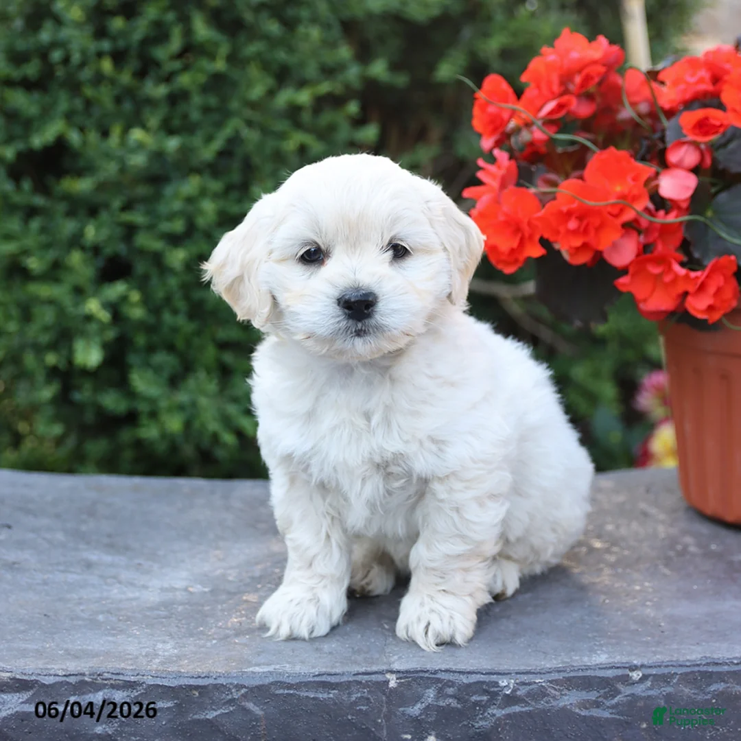 Mixed Breed dogs for sale: Elliot - Ad 3