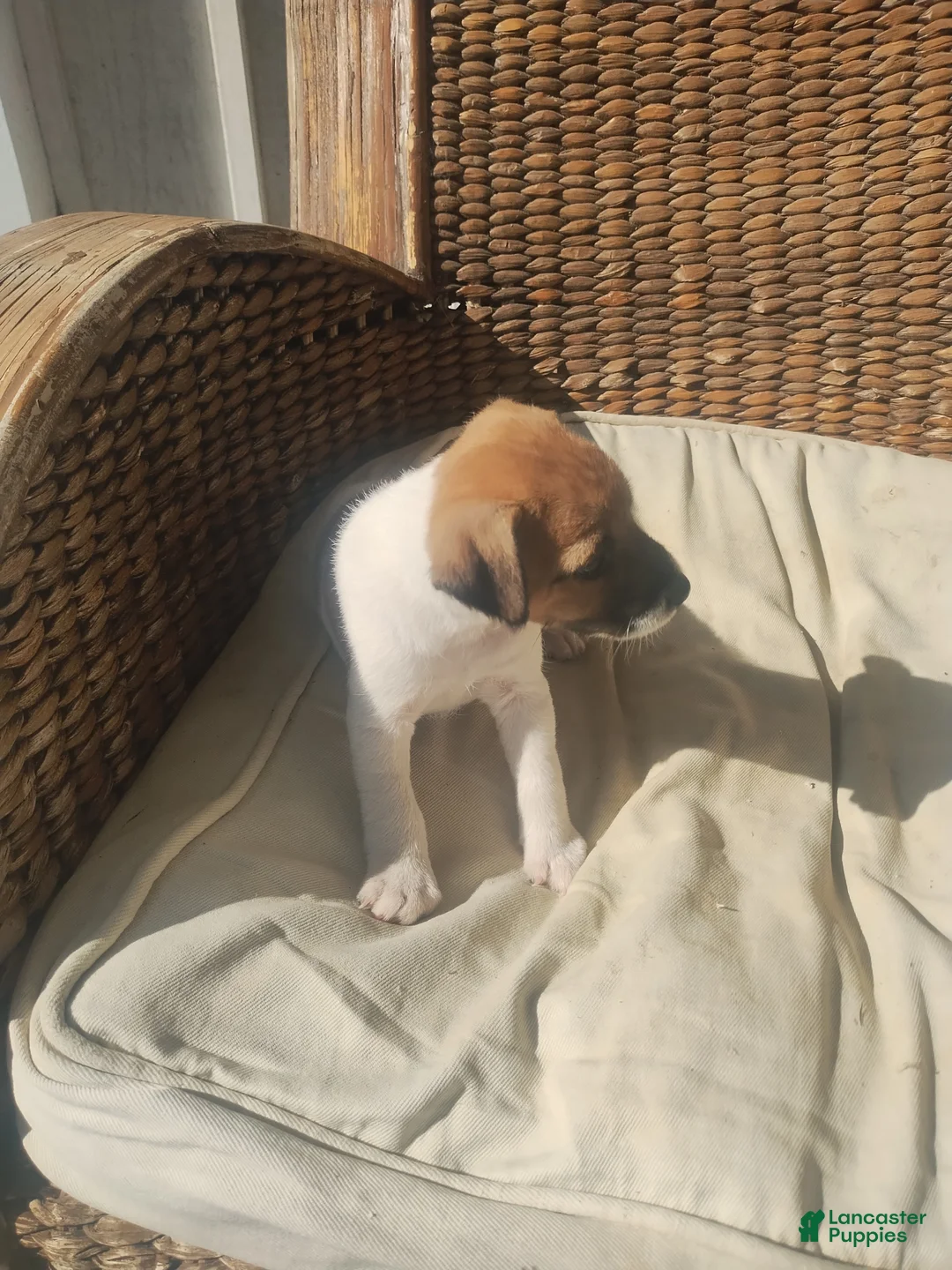 Jack Russell Terrier dogs for sale: Jack Russell Terrier 2 - Ad 8