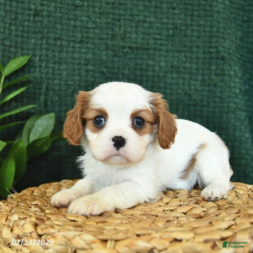 Cavalier King Charles Spaniel dogs for sale: Jewel  - Ad 2