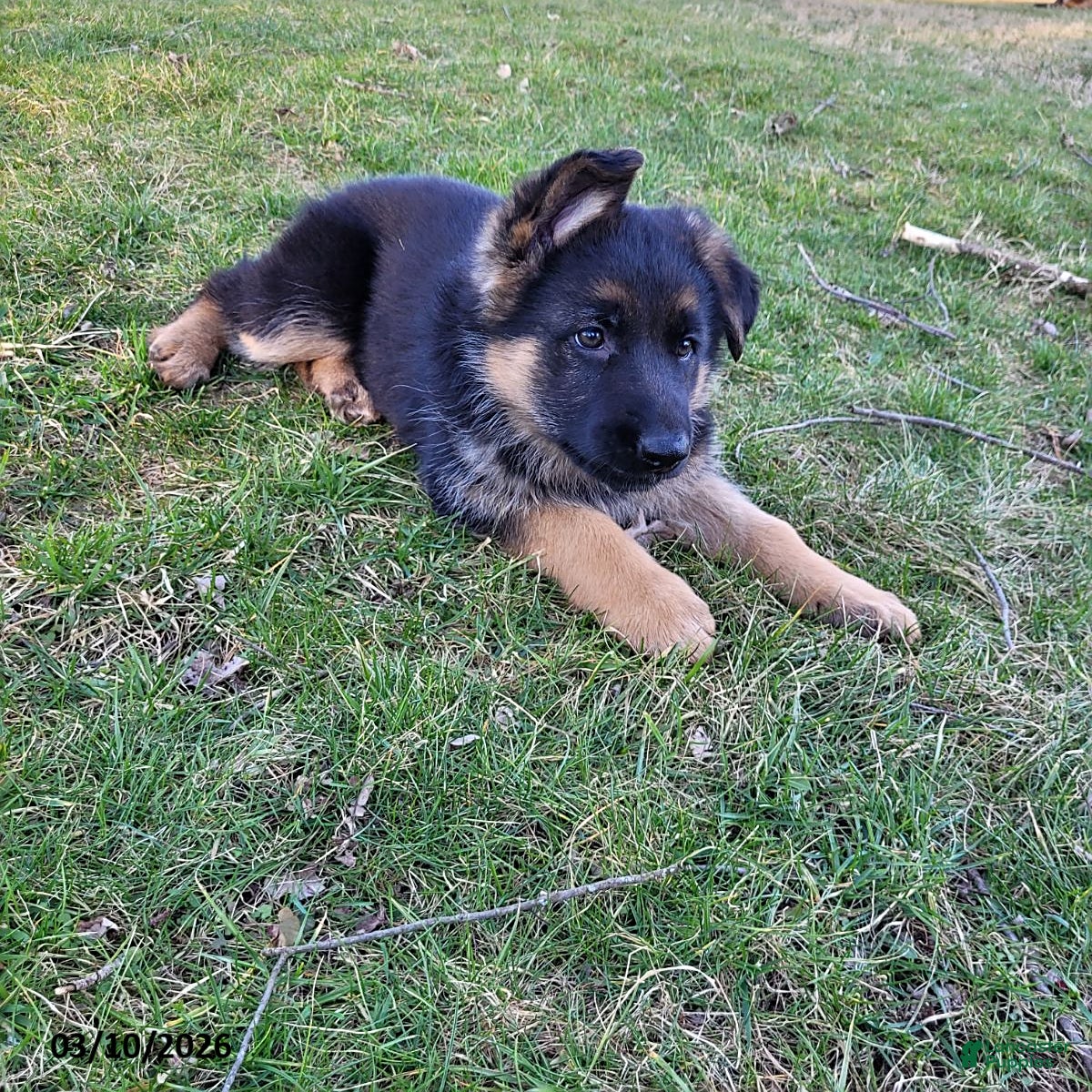 German Shepherd dogs Missy - Ad 2