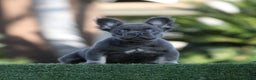 French Bulldog dogs for sale: French Bulldog Puppy 2 - Ad 2