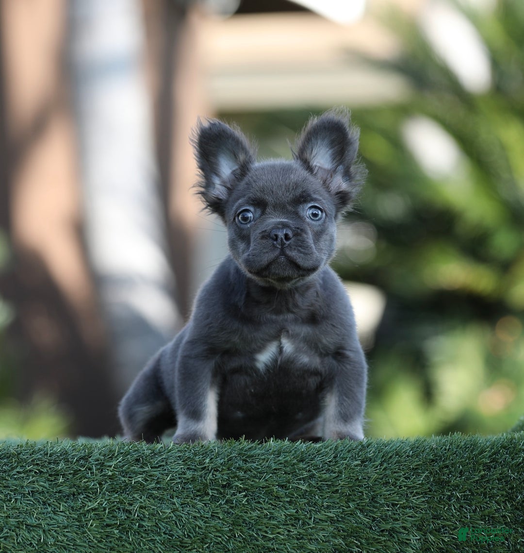 French Bulldog dogs for sale: French Bulldog Puppy 2 - Ad 2