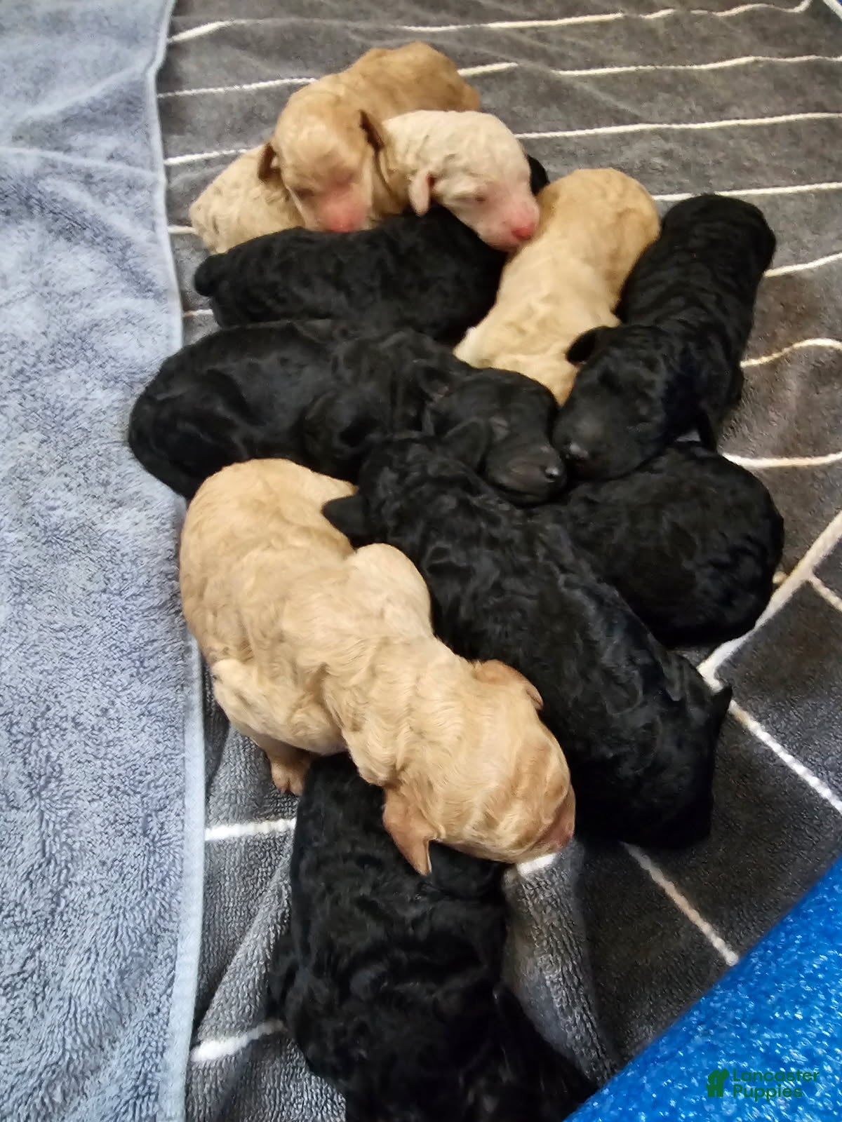 Standard Poodle dogs 10 Standard Poodle Puppies - Ad 11