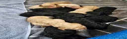 Standard Poodle dogs for sale: 10 Standard Poodle Puppies - Ad 1