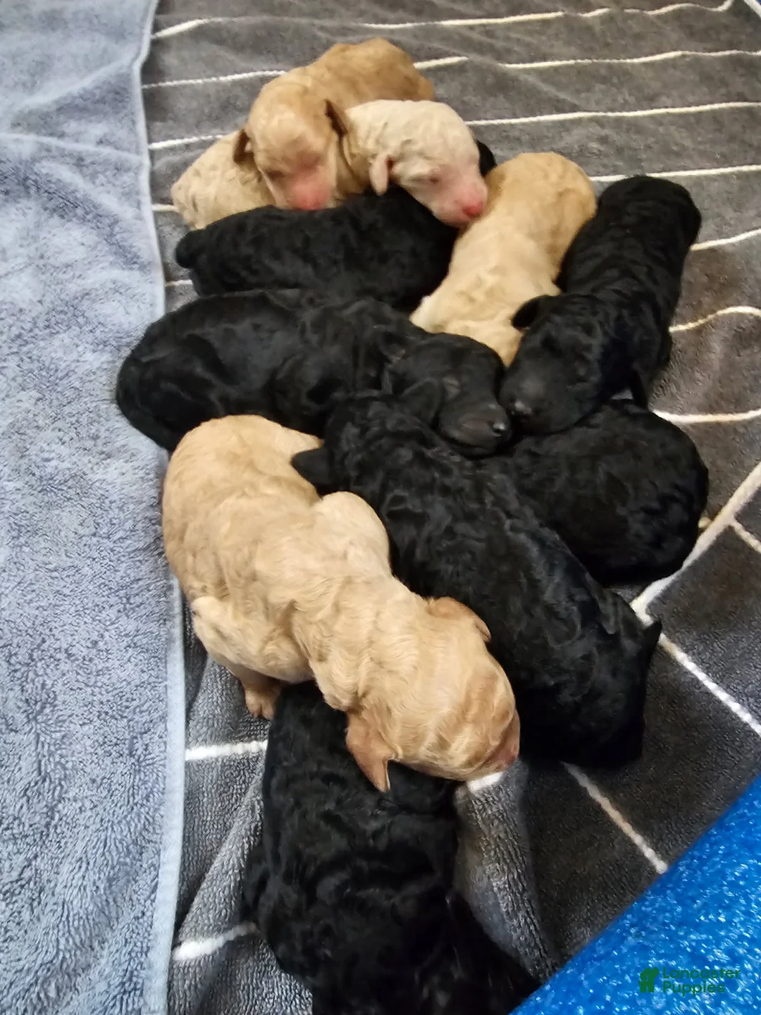 Standard Poodle dogs for sale: 10 Standard Poodle Puppies - Ad 1