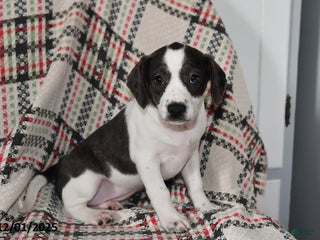 Mixed Breed dogs Babe - Ad 6