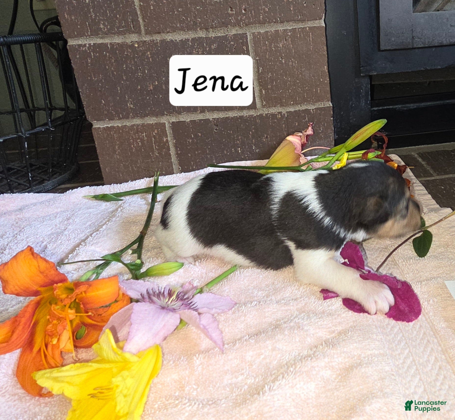 Wire Fox Terrier dogs (Jena) Wire Fox Terrier 3 - Ad 2